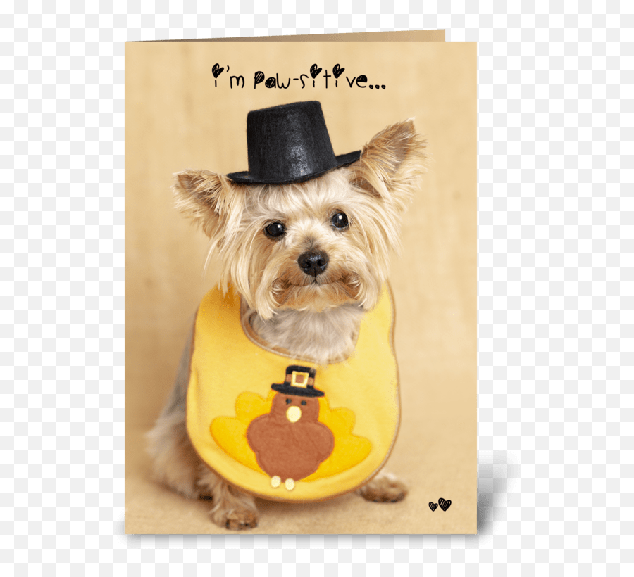 Thanksgiving Puppy - Morkie Emoji,Puppy Dog Emojis