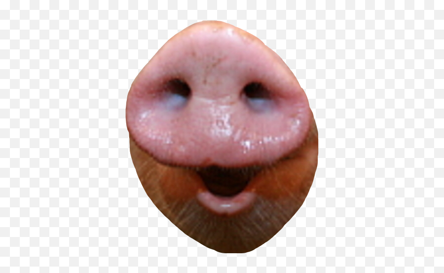 Pignose Pig Nose Freetoedit - Tongue Emoji,Pig Nose Emoji