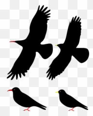 Choughsdiff - Red Billed Drawing Emoji