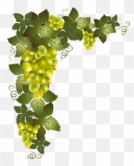 Vector Grape Transparent Png Clipart - Transparent Background Grape Vine Clipart Emoji,Raisin Emoji