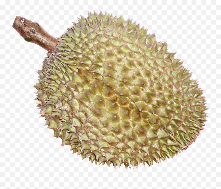 Ftesticker Fruit Durian Thaifruits Food Emoji,Durian Emoji