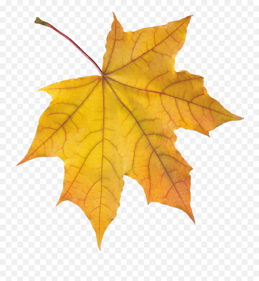 Autumn Leaf Color - Autumn Leaves Png Hd Emoji,Autumn Leaf Emoji