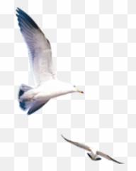 Icon Emoji,Seagull Emoji