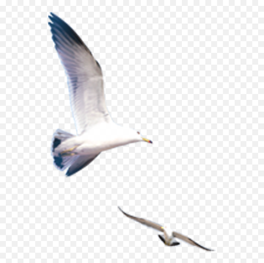 Icon Emoji,Seagull Emoji