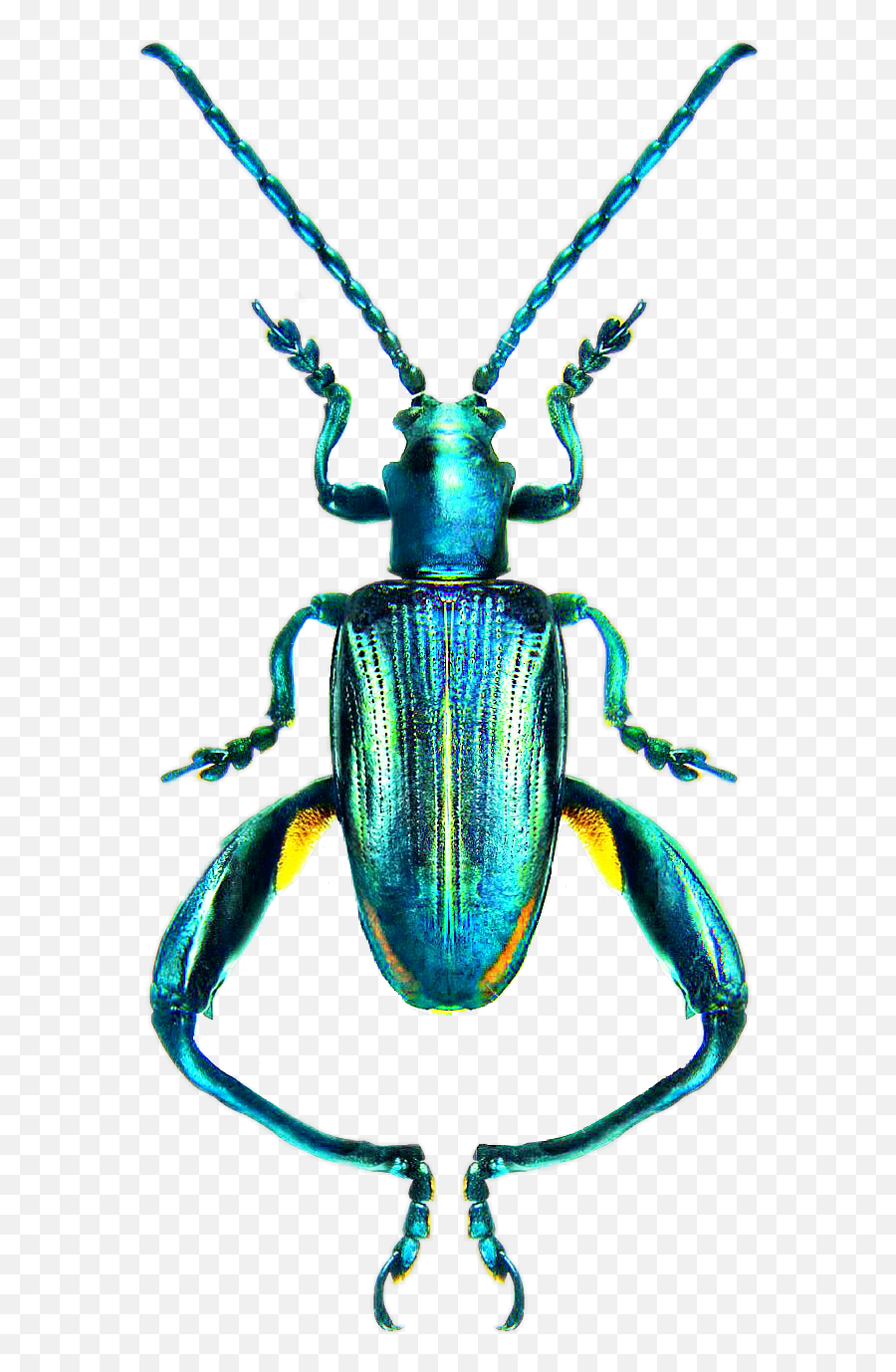 Bug Beetle Blue Sticker - Sagra Tristis Emoji,Beetle Emoji
