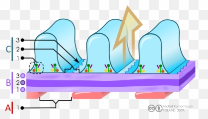 Filtration Barrier - Filtration Barrier In Kidney Emoji,Surfing Emoji