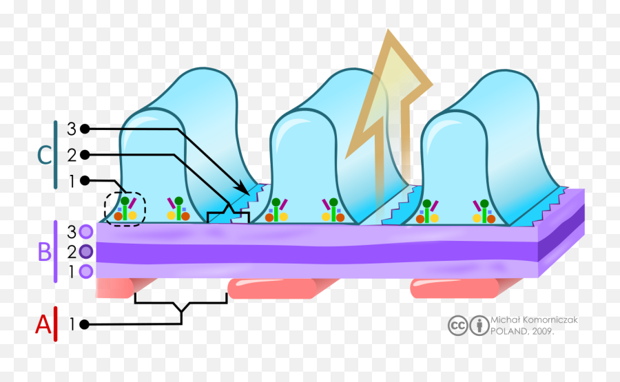 Filtration Barrier - Filtration Barrier In Kidney Emoji,Surfing Emoji
