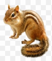 Pin - Transparent Background Chipmunk Clipart Emoji,Squirrel Emoji