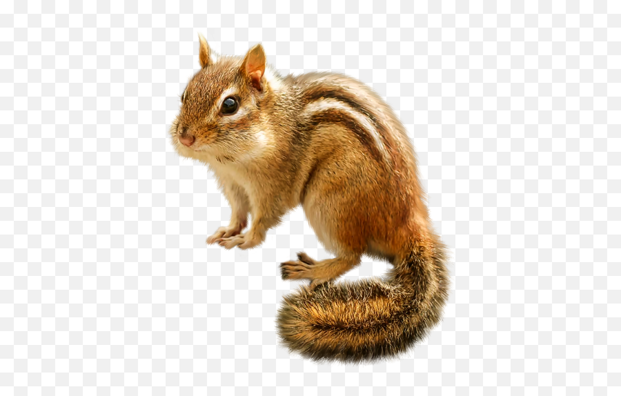 Pin - Transparent Background Chipmunk Clipart Emoji,Squirrel Emoji