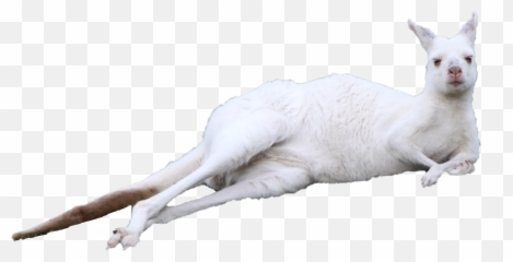 Kitten Kangaroo Cuteness - Kangaroo Lying Down Png Emoji,Kangaroo Emoji