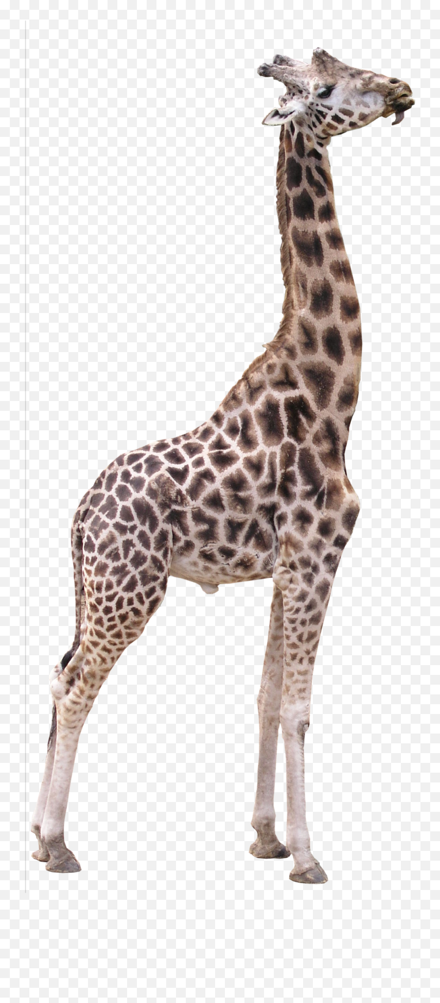 3d Computer Graphics Texture Mapping - Transparent Background Giraffe Transparent Emoji,Giraffe Emoticons