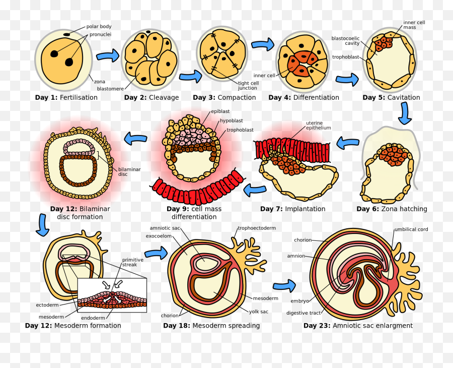 Humanembryogenesis - Prenatal Development Emoji,Lazy Emoji