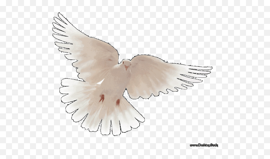 Download Hd Peace Dove Wallpaper Hd - Pigeons And Doves Emoji,Dove Emoji Png