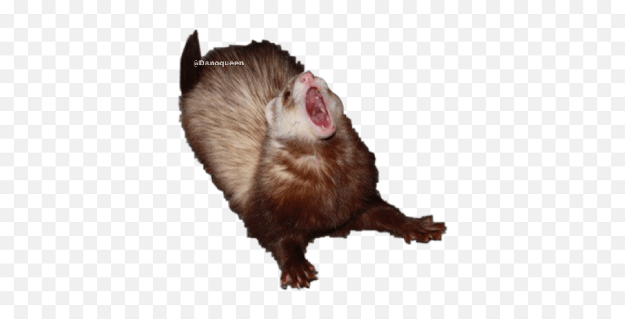 Stonks - Ferret Screaming Emoji,Opossum Emoji