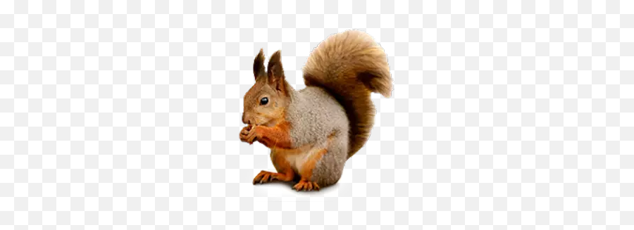 Largest Collection Of Free - Squirrel Cut Out Emoji,Squirrel Emoji
