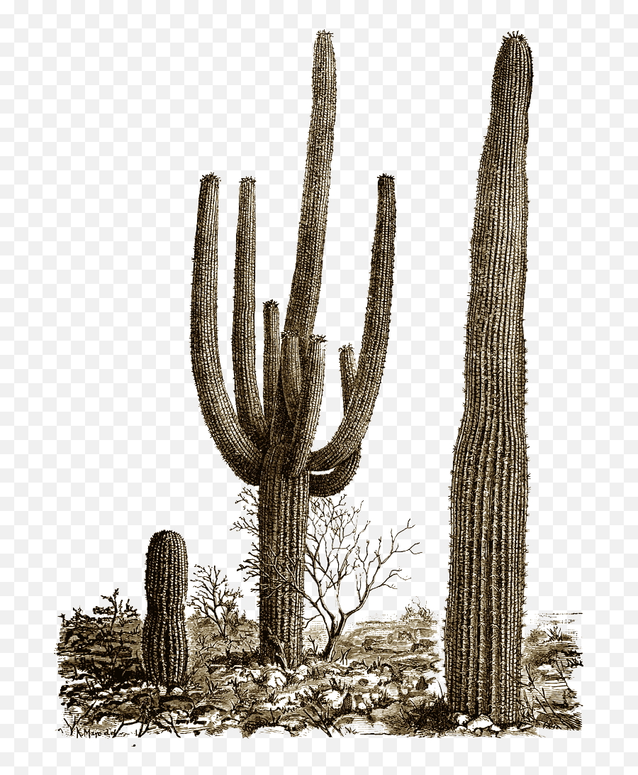 Cactus Transparent Png Cactus Free - Cactus Png Emoji,Cactus Emoji