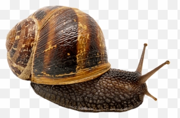 Snail - Lymnaeidae Emoji,Snail Emoji