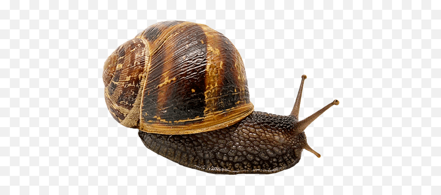 Snail - Lymnaeidae Emoji,Snail Emoji