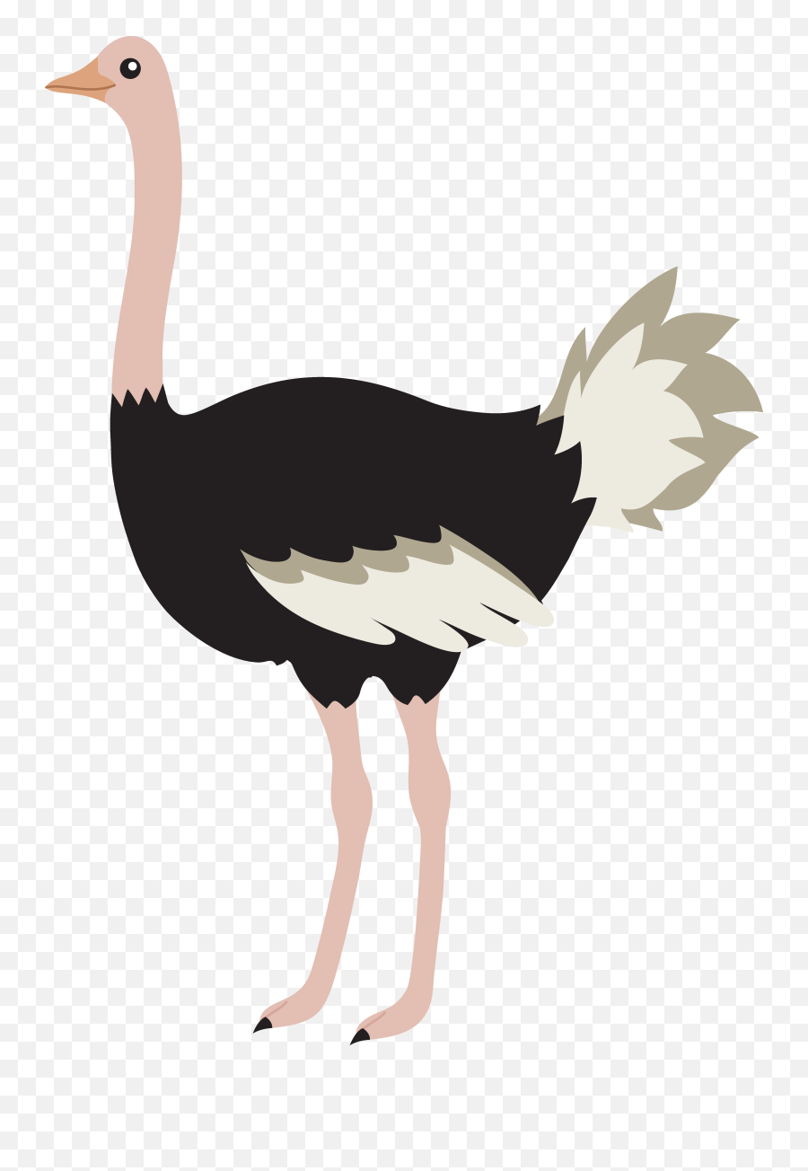 Ostrich Images Clipart - Ostrich Clipart Emoji,Ostrich Emoji
