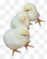baby chick png - Chicken Png Download Baby Transparent Background Emoji