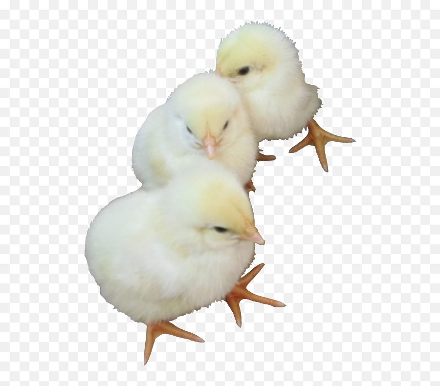 Baby Chick Png - Chicken Png Download Baby Chick Png Baby Chicken Transparent Background Emoji,Chicken Emoji Transparent
