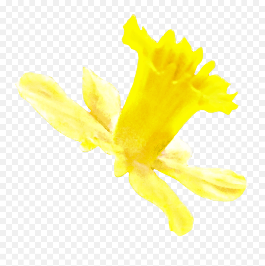 Springflower Flower Spring Blossom - Narcissus Emoji,Daffodil Emoji