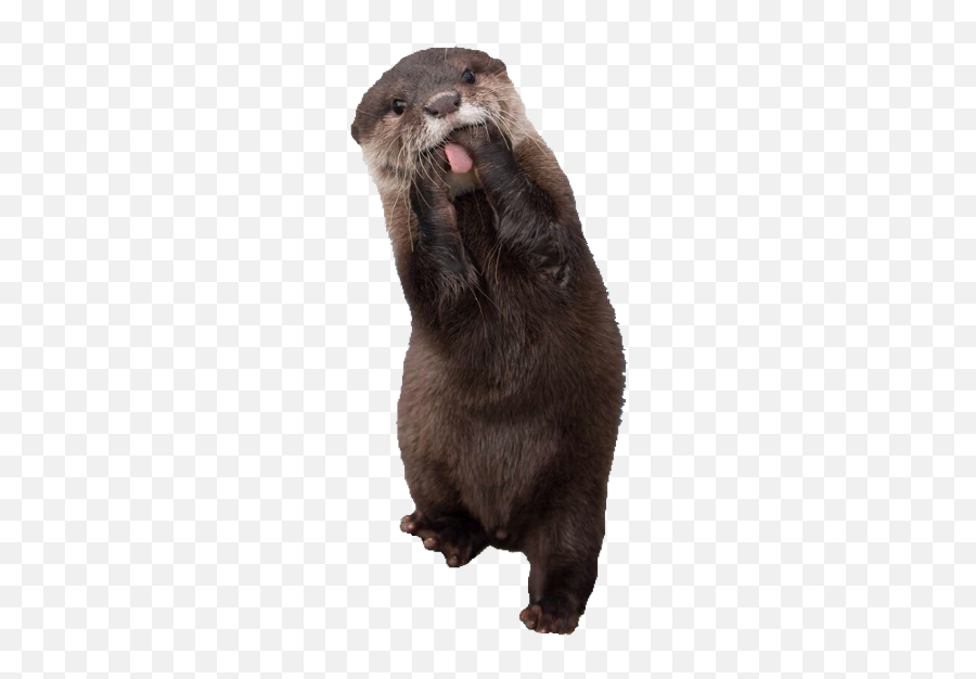 The Newest Otter Stickers - North American River Otter Emoji,Otter Emoji