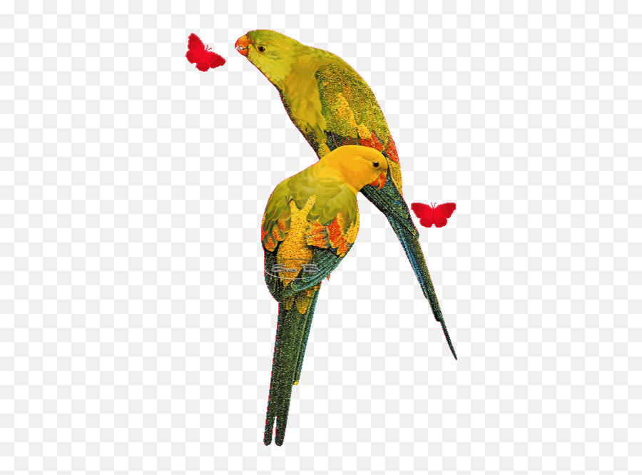 Top Prakash Raj Comedy Stickers For - Bird Parrot Image Gif Emoji,Emoji Feather