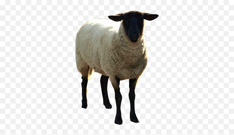 Black Sheep Psd Official Psds - Black Sheep Emoji,Black Sheep Emoji