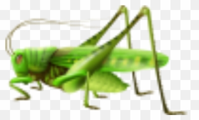 Cricket Bug Terrieasterly - Grasshopper Illustration Emoji,Cricket Emoji