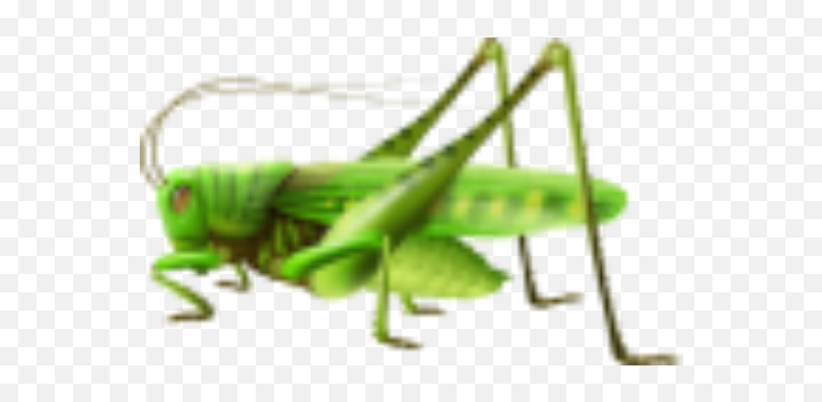 Cricket Bug Terrieasterly - Grasshopper Illustration Emoji,Cricket Emoji