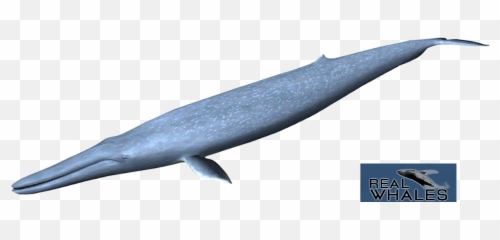 Picture - Blue Whale Emoji