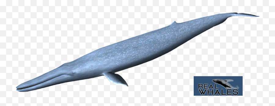 Picture - Blue Whale Emoji,Blue Whale Emoji