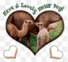 hump day graphics pictures images and dayphotos - Hump Day Love Quotes Emoji