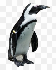 Emperor Penguin Clipart Jackass Penguin - Penguins Emoji,Jackass Emoji