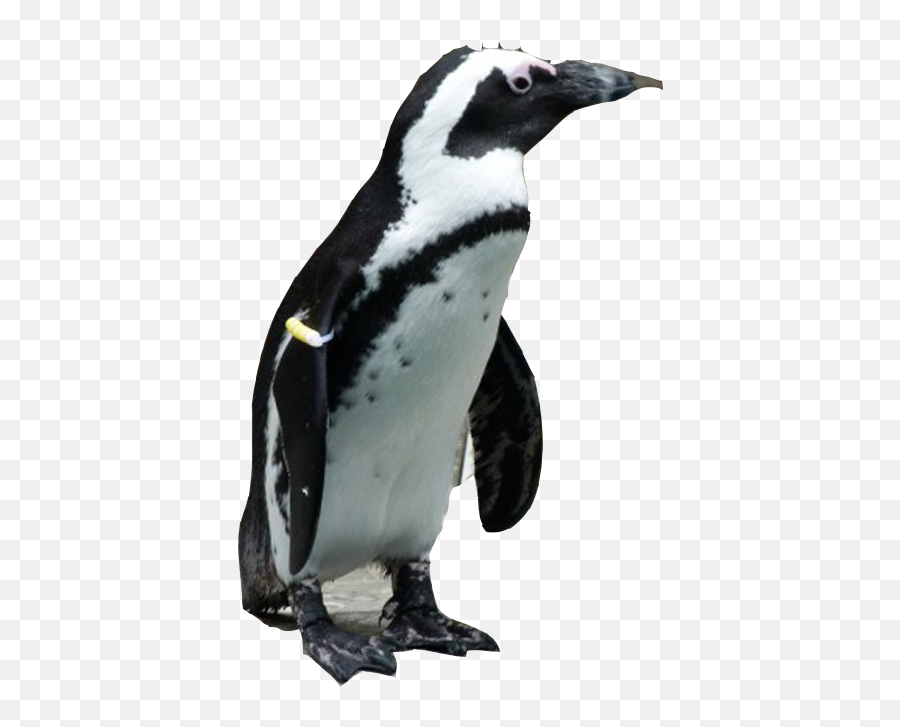 Emperor Penguin Clipart Jackass Penguin - Penguins Emoji,Jackass Emoji