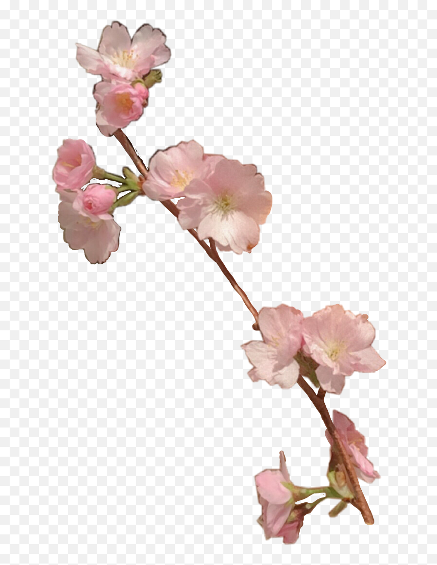 Sakura Blossom Flower Sticker - Twig Emoji,Sakura Flower Emoji