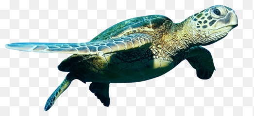 Turtle Swimming - Png Turtle Emoji,Sea Turtle Emoji
