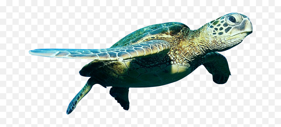 Turtle Swimming - Png Turtle Emoji,Sea Turtle Emoji