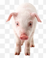 Download Pig Png Clipart Hq Png Image - Pig Png Emoji,Pig Knife Emoji