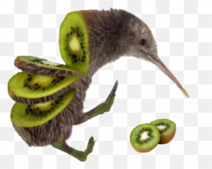 Kiwi Bird Kiwibird Birdkiwi - Kiwi Bird Emoji,Kiwi Emoji