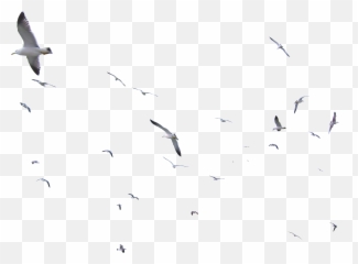 Sea Gulls - Transparent Seagull Flying Png Emoji,Seagull Emoji
