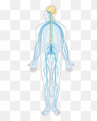 Nervous clipart transparent Transparent - Unlabeled System Diagram Emoji