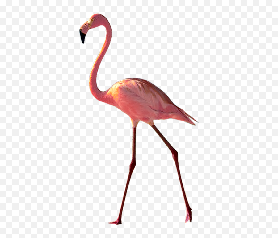 Largest Collection Of Free - Toedit Pinkflamingo Stickers Beach Birds Png Emoji,Flamingo Emoji For Iphone