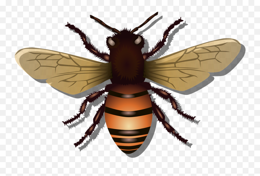 Free Bee Honey Vectors - Free Svg Honey Bee Emoji,Honey Emoji