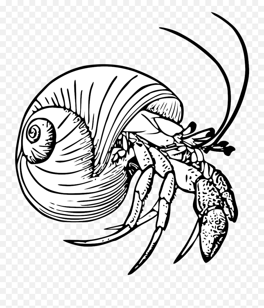 Fmib 52669 Pagurus Bernhardus The - Hermit Crab Black And White Emoji,University Of Washington Emoji