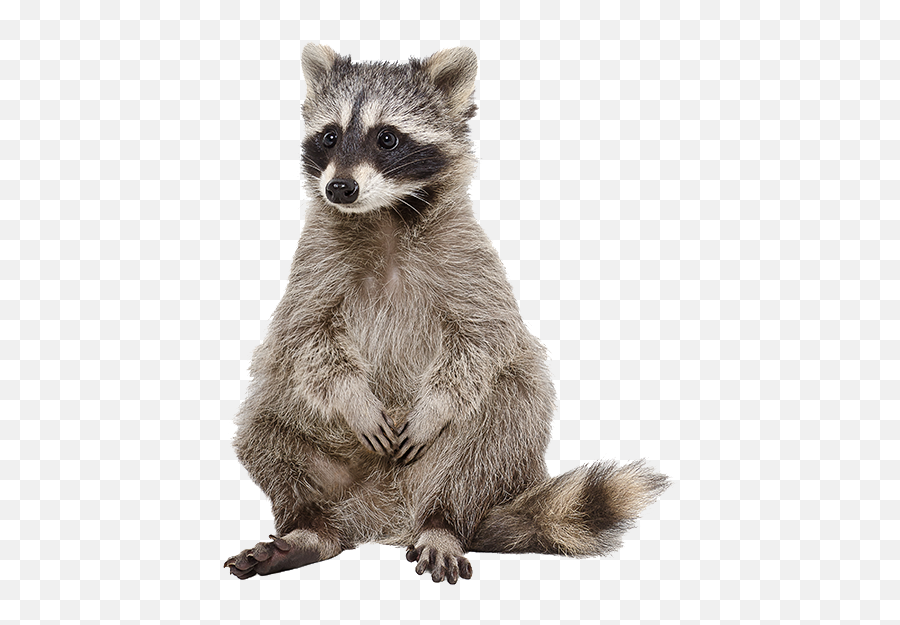 Raccoon Png Photo - Transparent Racoon Png Emoji,Raccoon Emoji