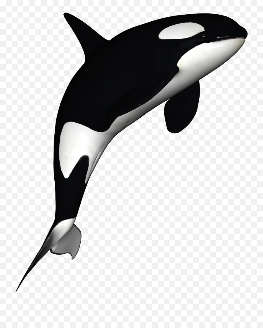 Download Orca Whale Png - Orca Png Emoji,Whale Emoji