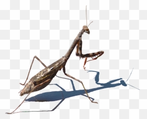 Mantis PNG Transparent Images All - Emoji