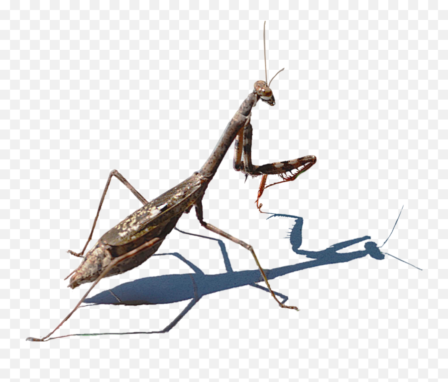 Mantis Png Transparent Images Png All - Mantis Emoji,Praying Mantis Emoji